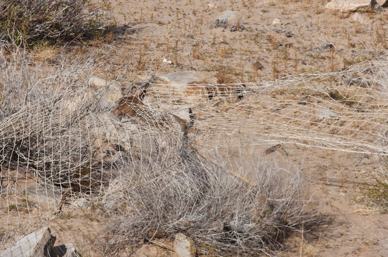 Siberian Ibex Caught In Net